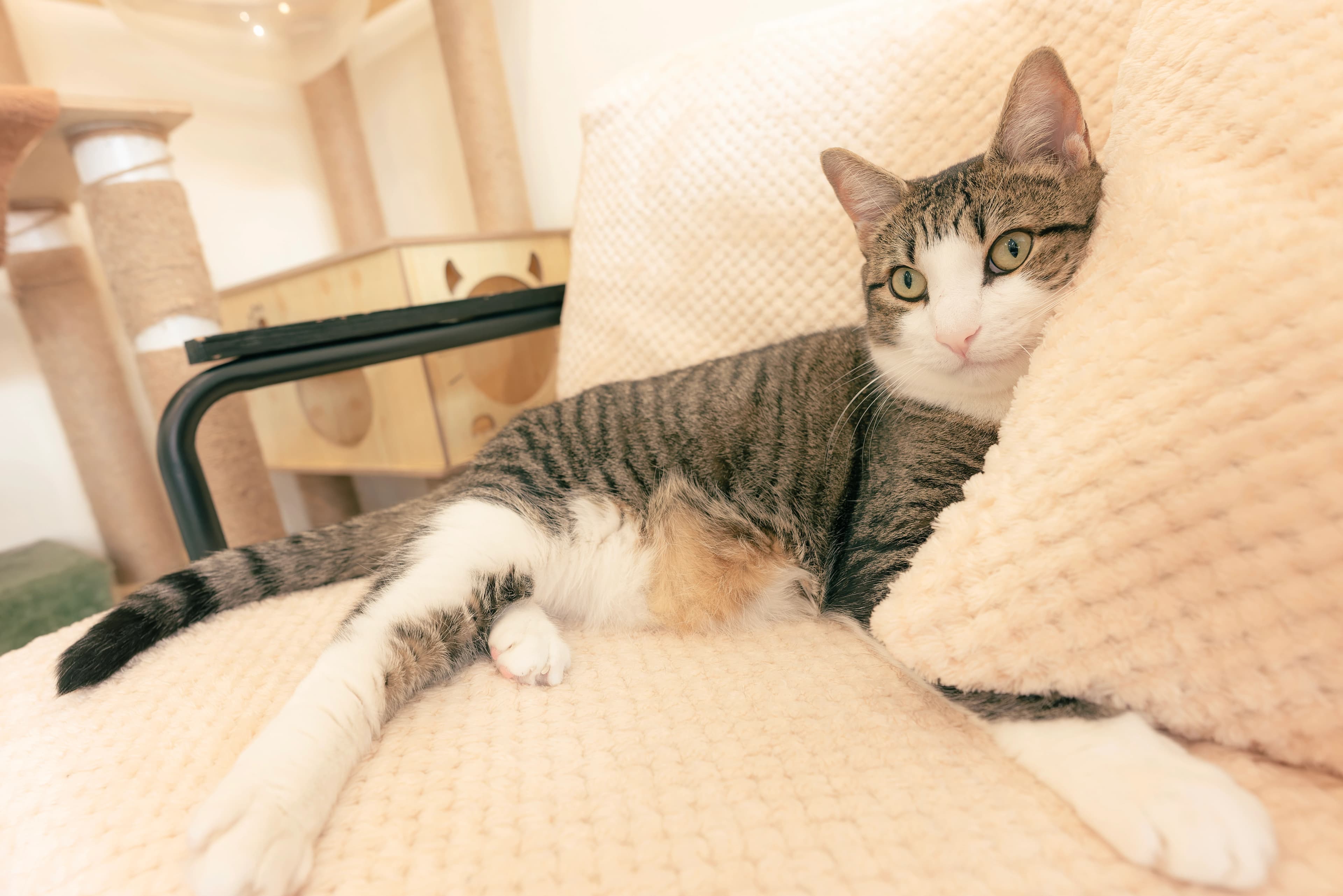 Handy Tips to Minimize Cat Stress During Owner Absences