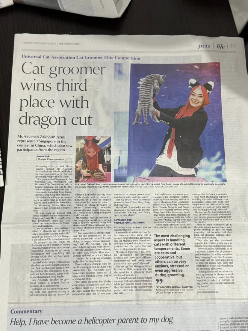 Zee featured in The Straits Times for winning at international cat grooming competition
