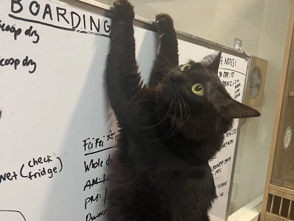 Cat Hotel Singapore Price Guide: Save on Boarding for the June 2026 School Holidays