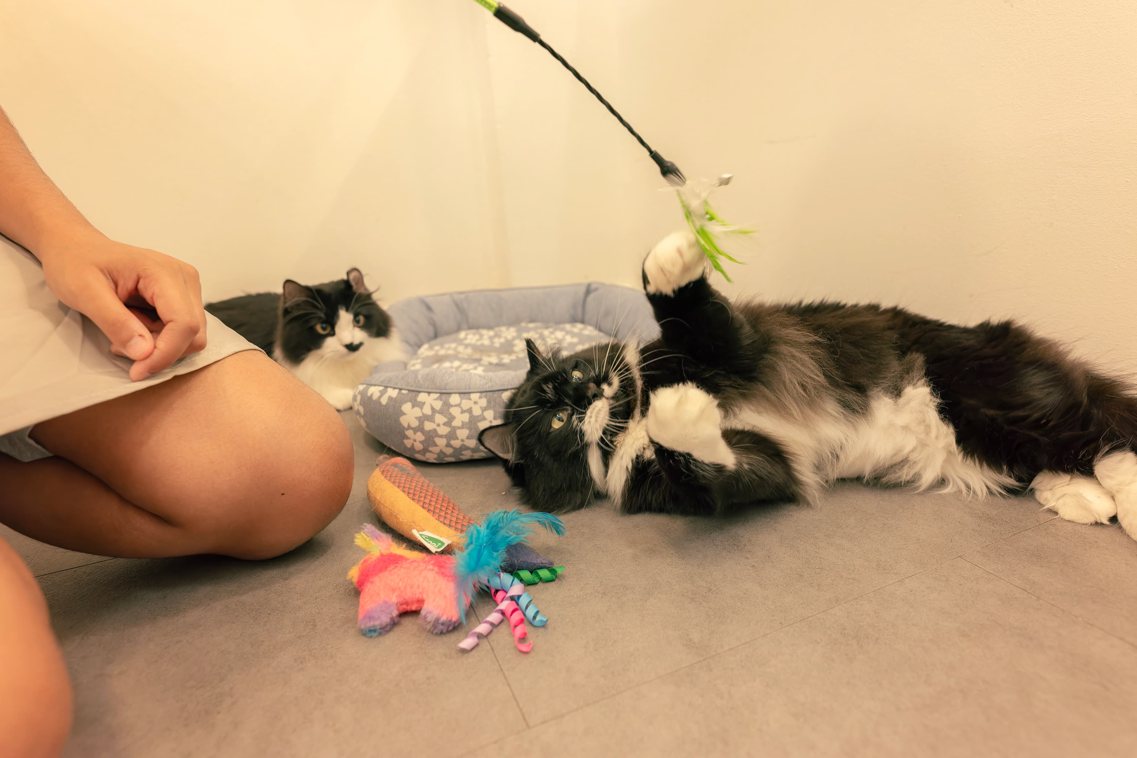 Cat Sitting Etiquette: Do's And Don'ts Every Sitter Follows