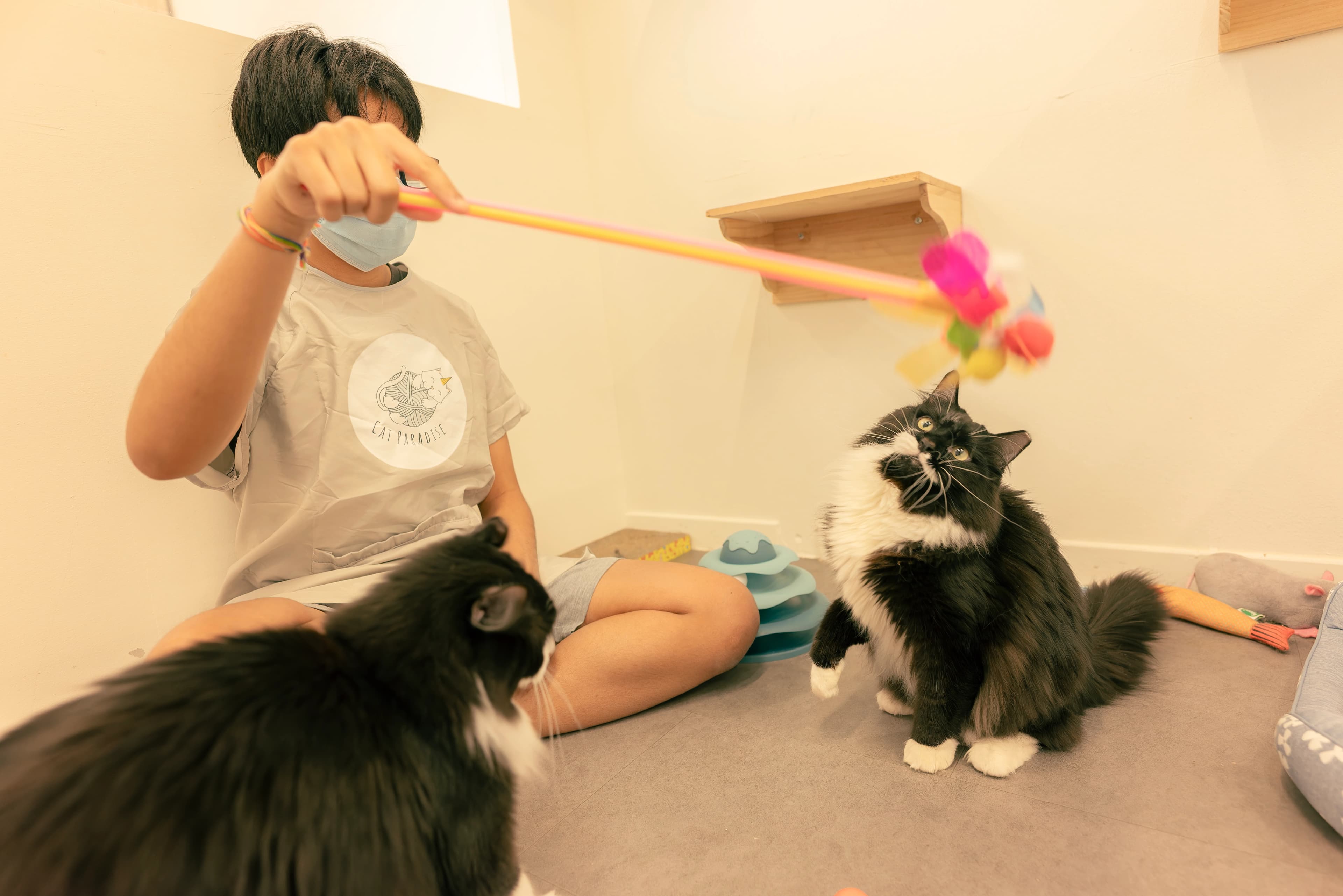 Cat image