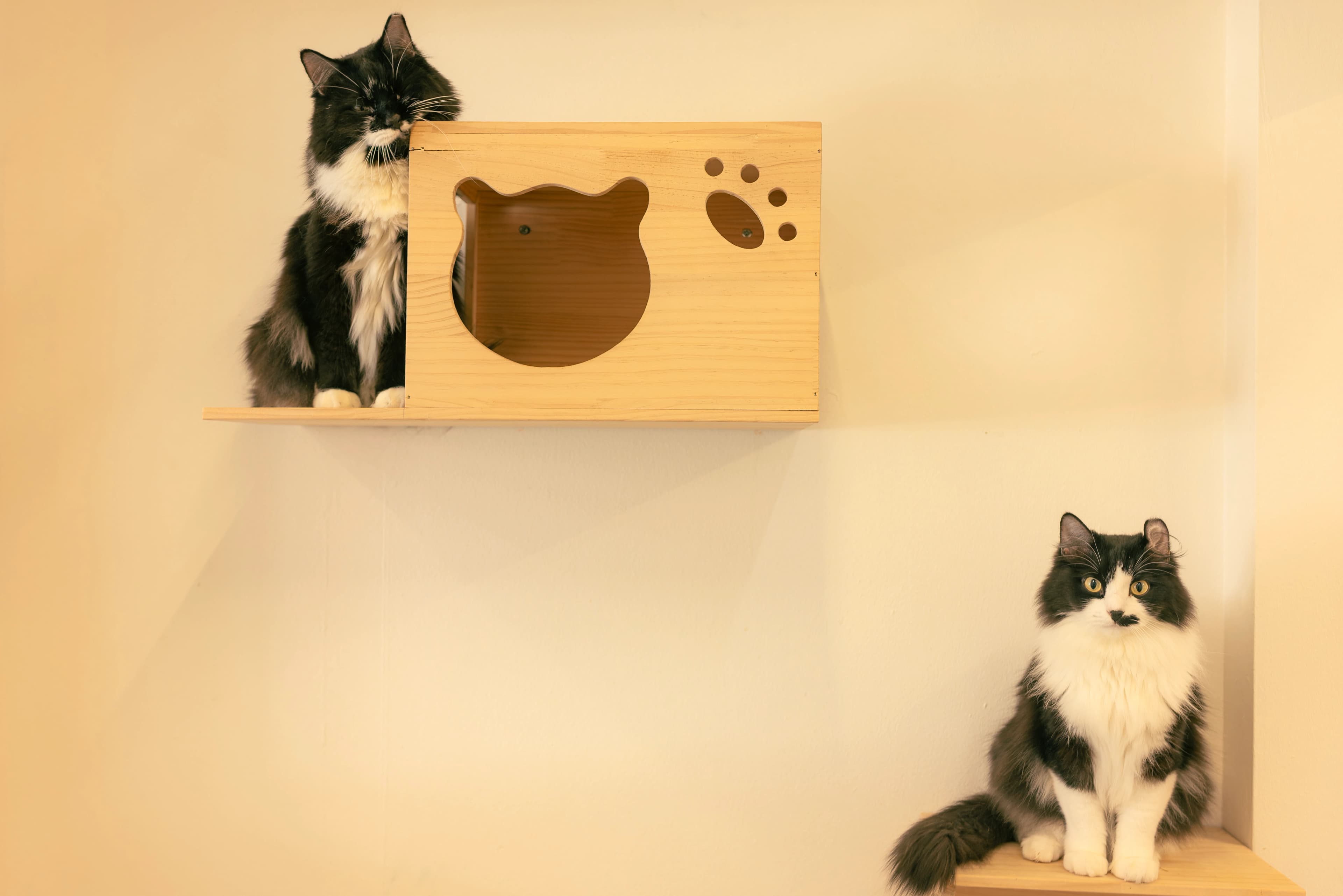 Cats at Cat Paradise Hotel
