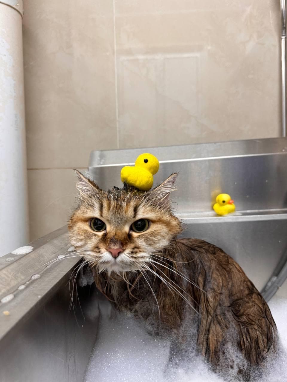 Cat enjoying a relaxing bath during full grooming