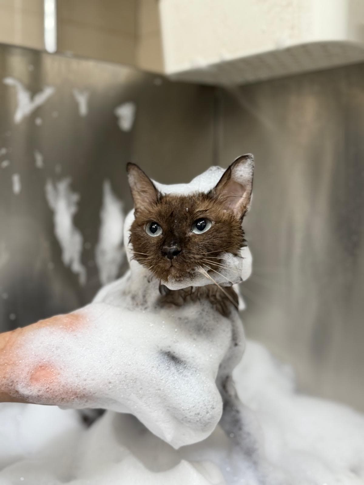 Siamese cat being bathed with care