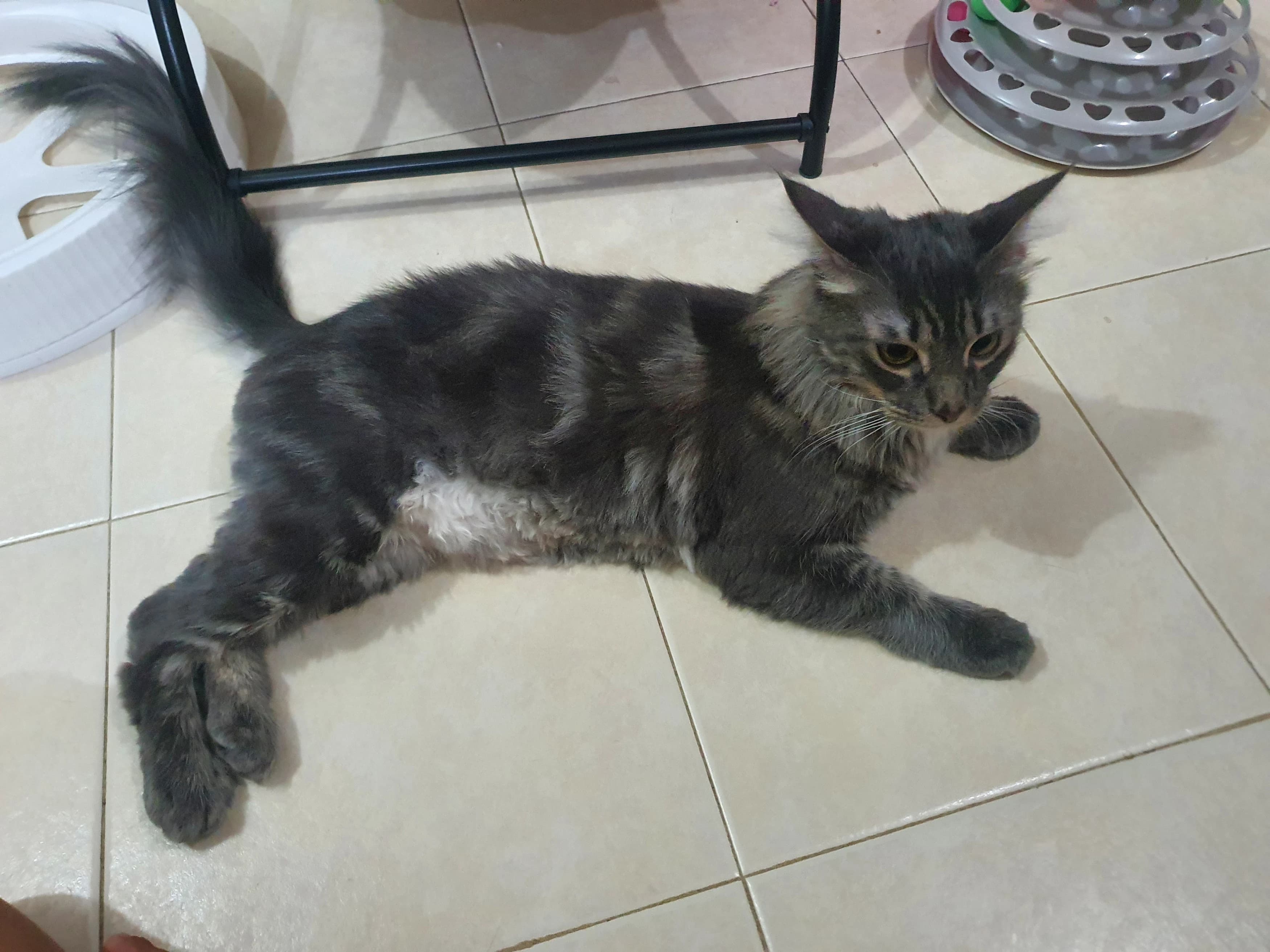 Bear cut grooming style