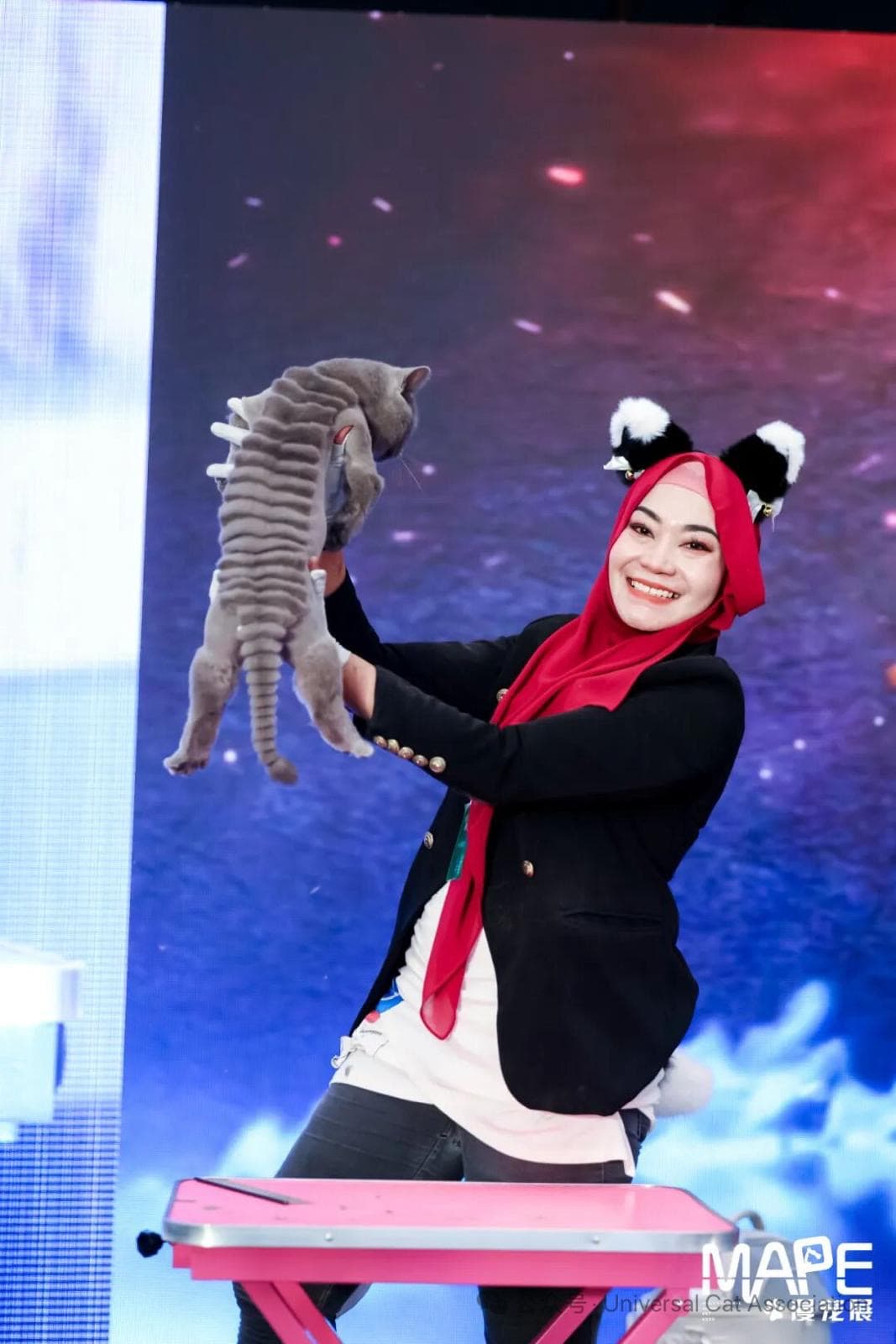 Zee showcasing groomed cat at MAPE competition