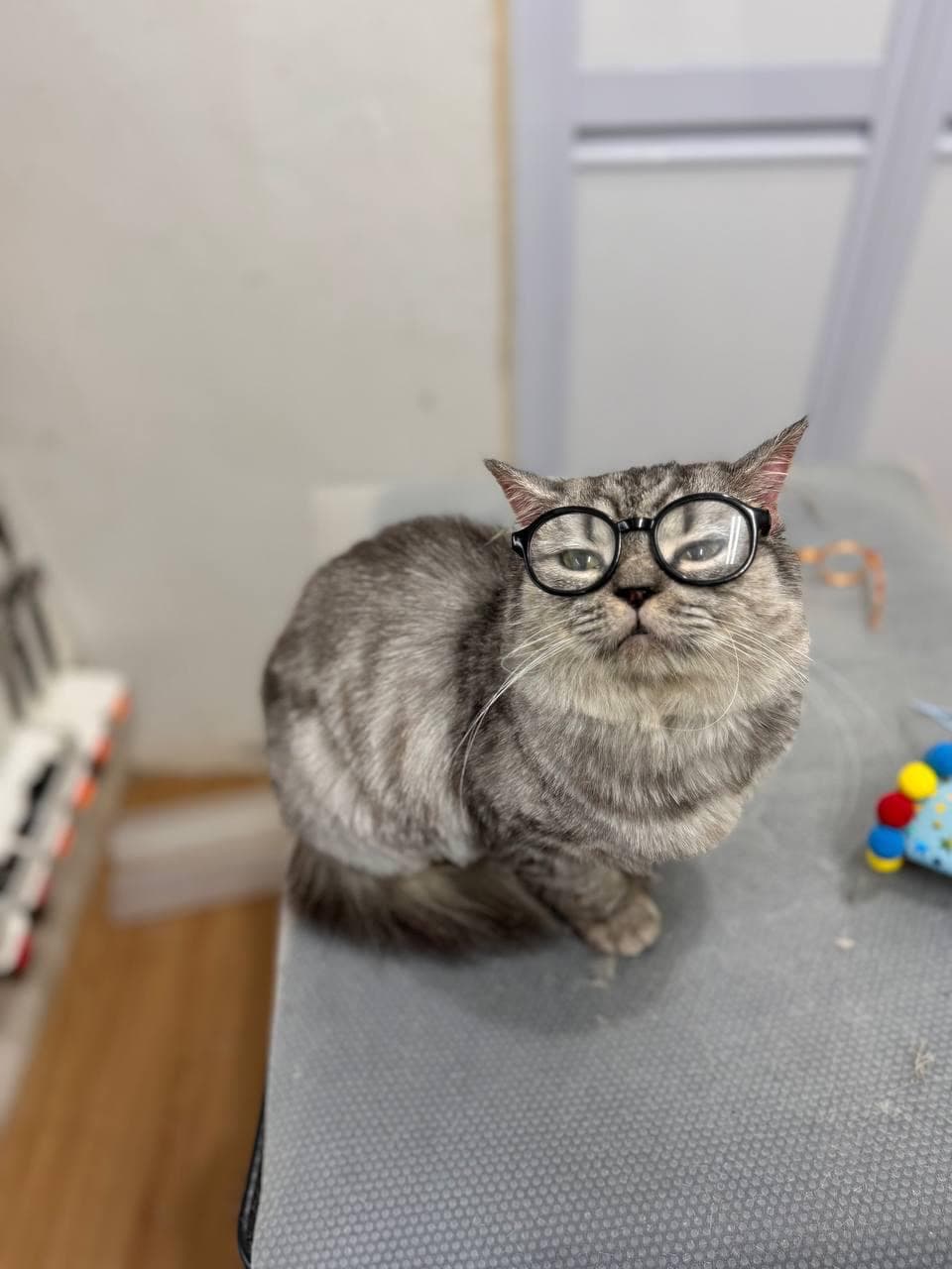 Adorable tabby cat after basic grooming