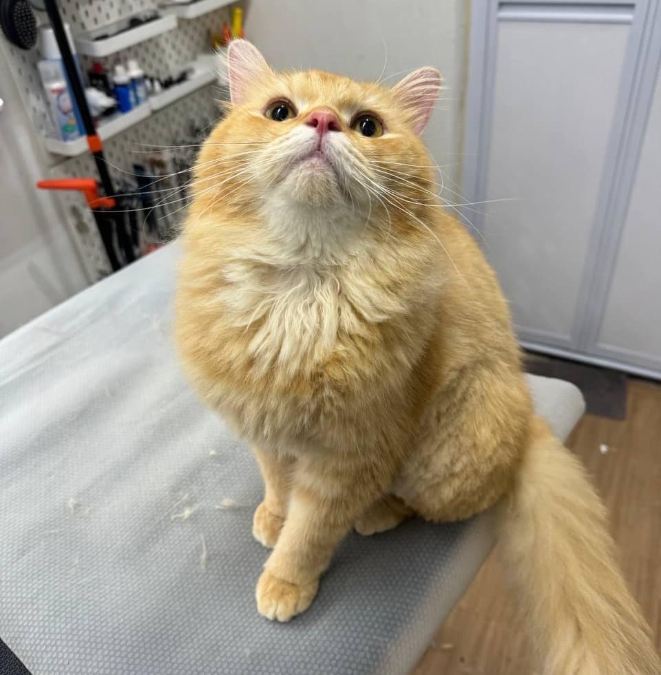 Fluffy Persian cat after express grooming