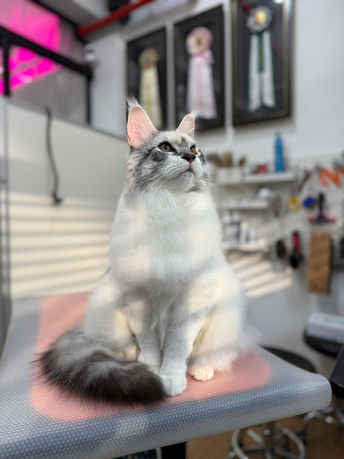 Beautifully groomed ragdoll with awards in background