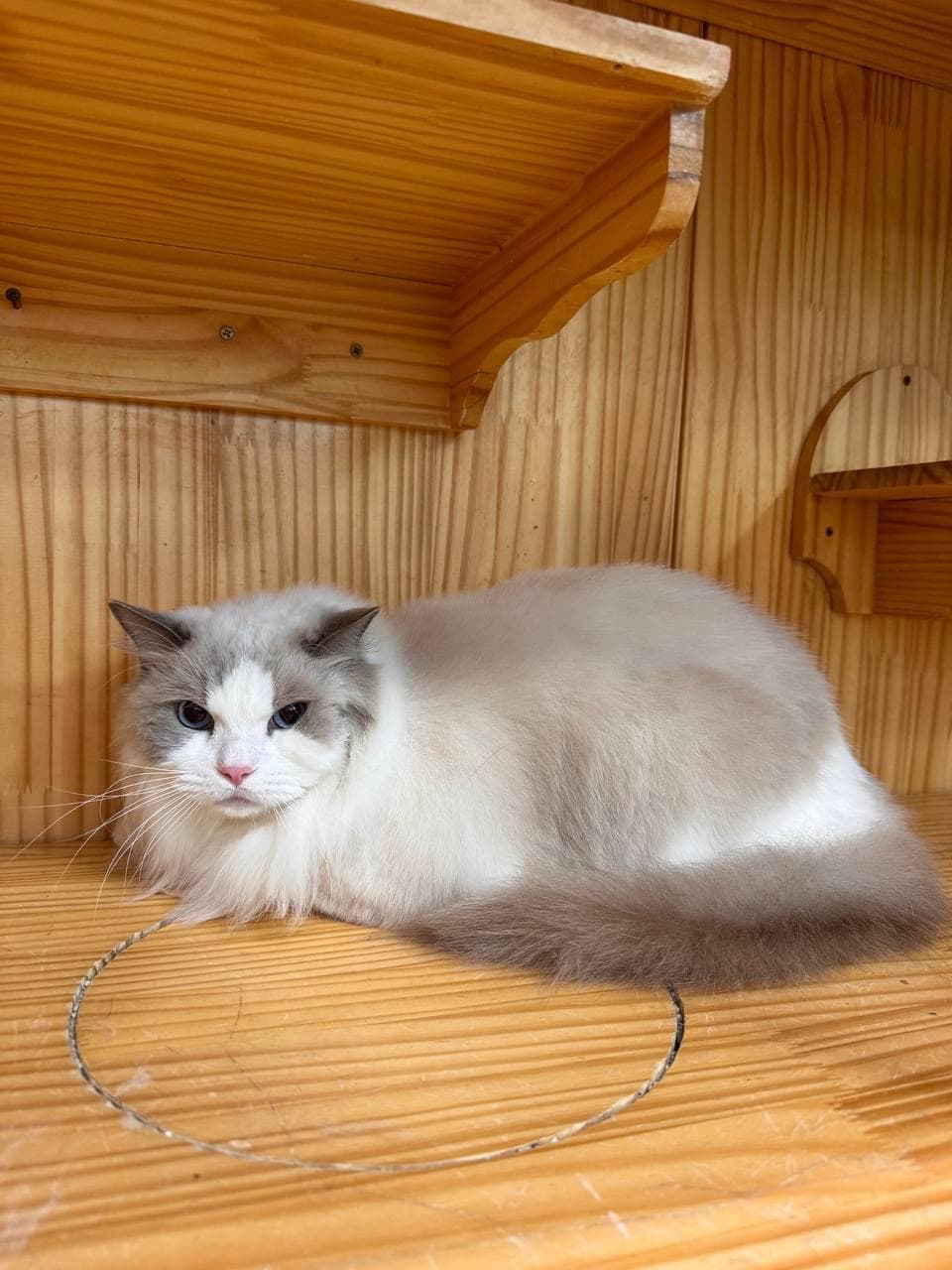 Groomed ragdoll resting in wooden cat house
