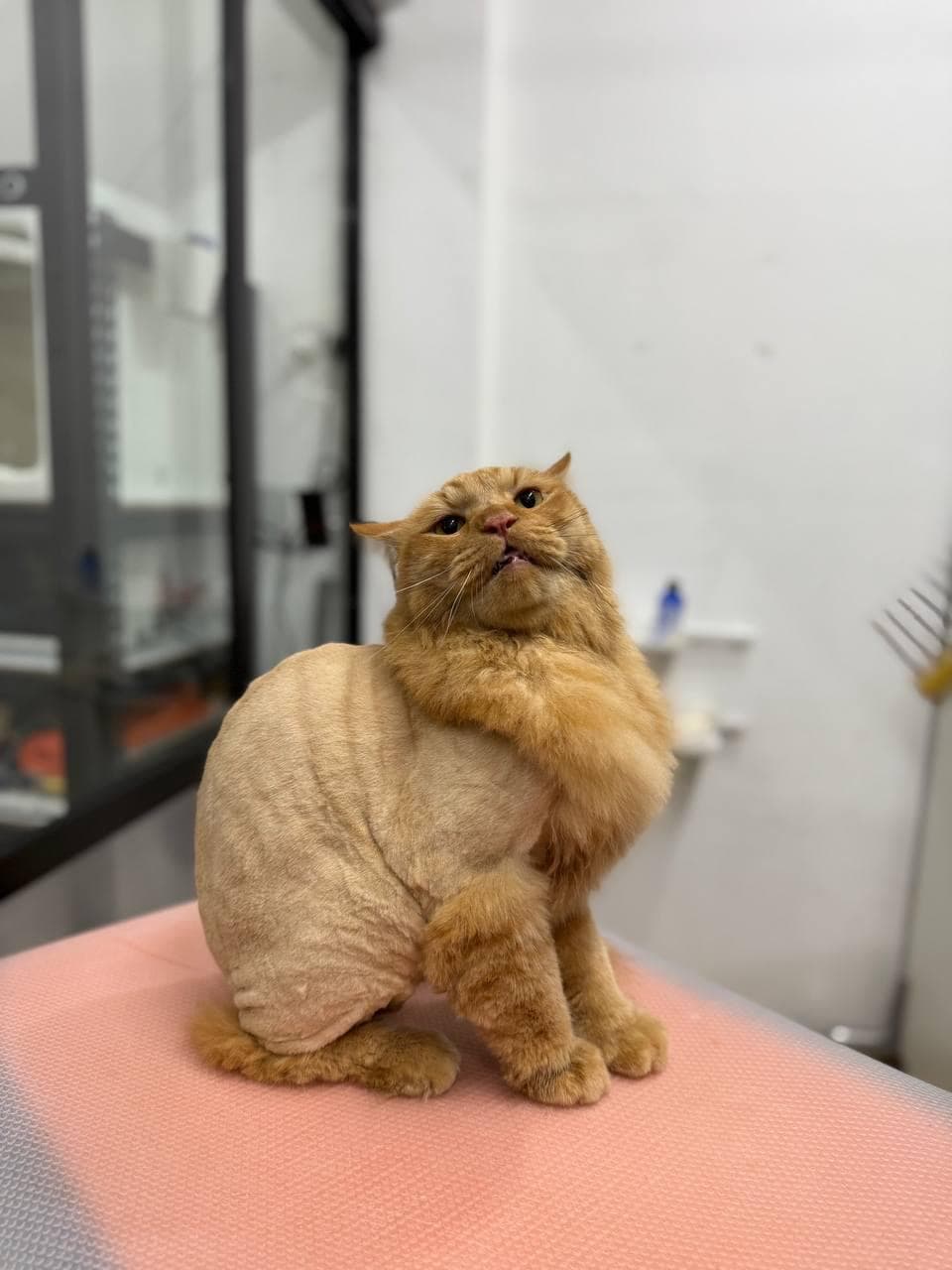 Orange cat with professional lion cut styling