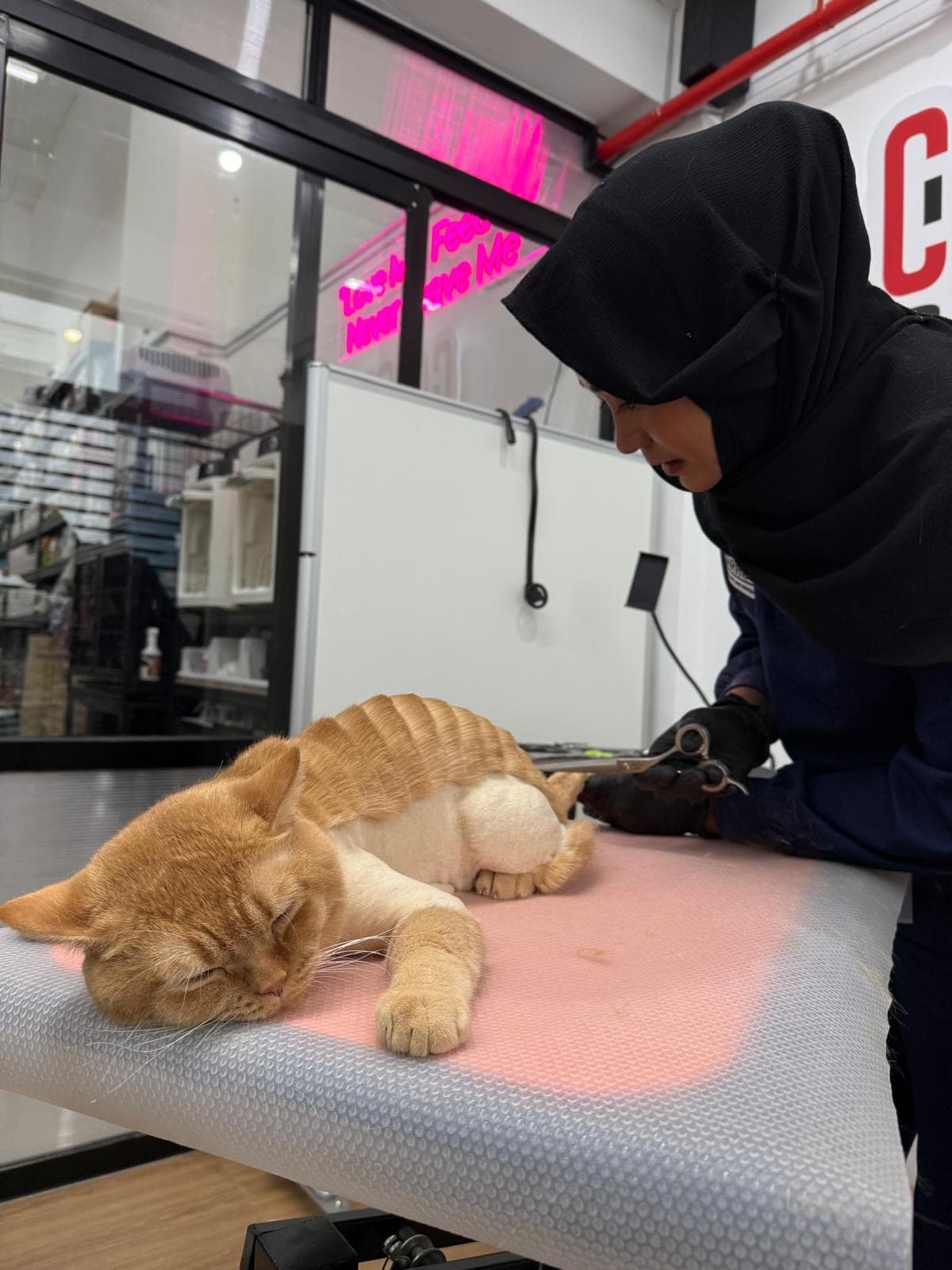 Orange cat getting nails trimmed professionally