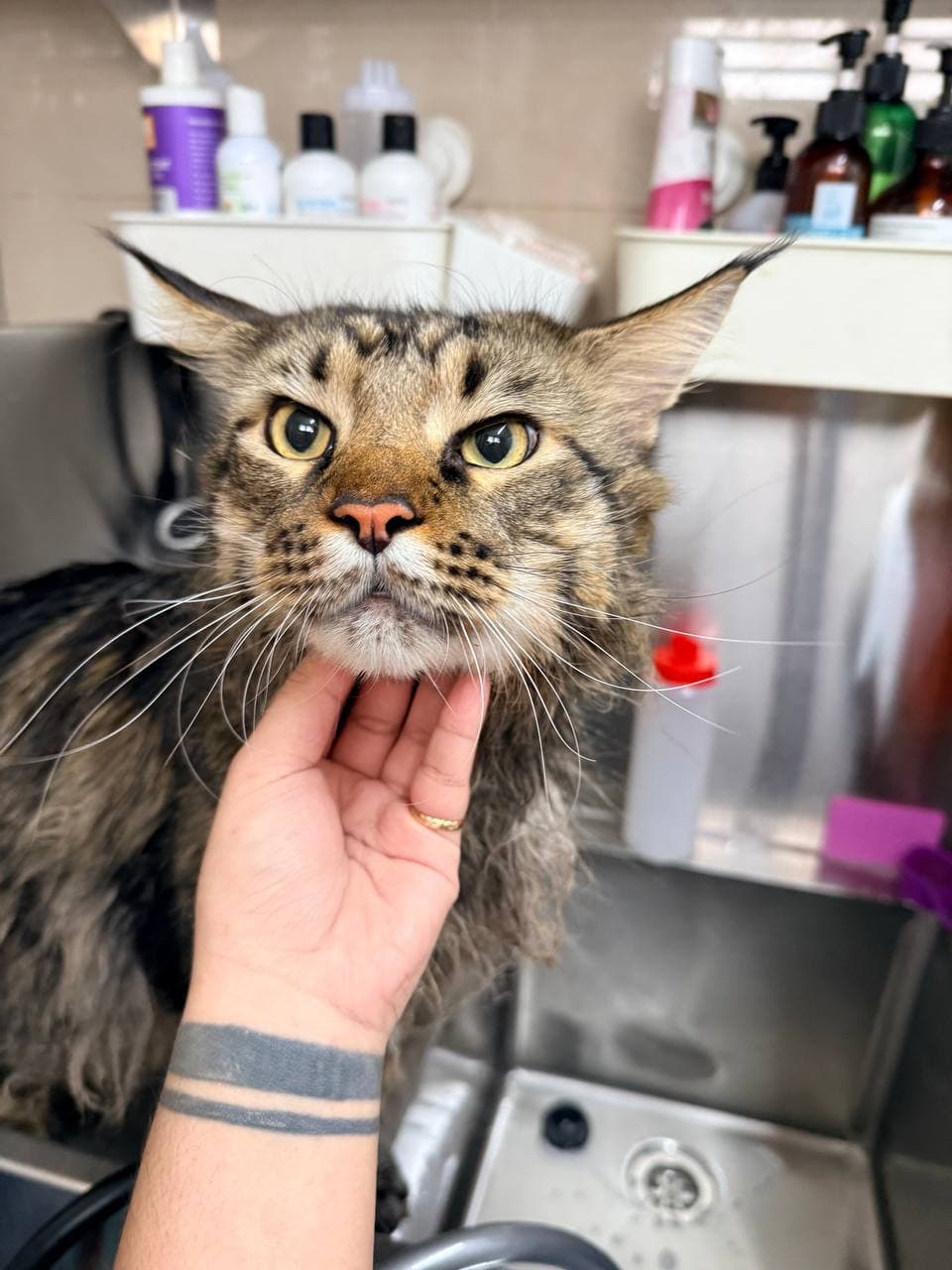 Cat during shower session