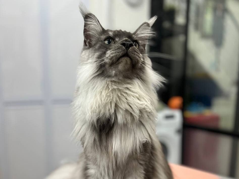 Creative dragon cut styling