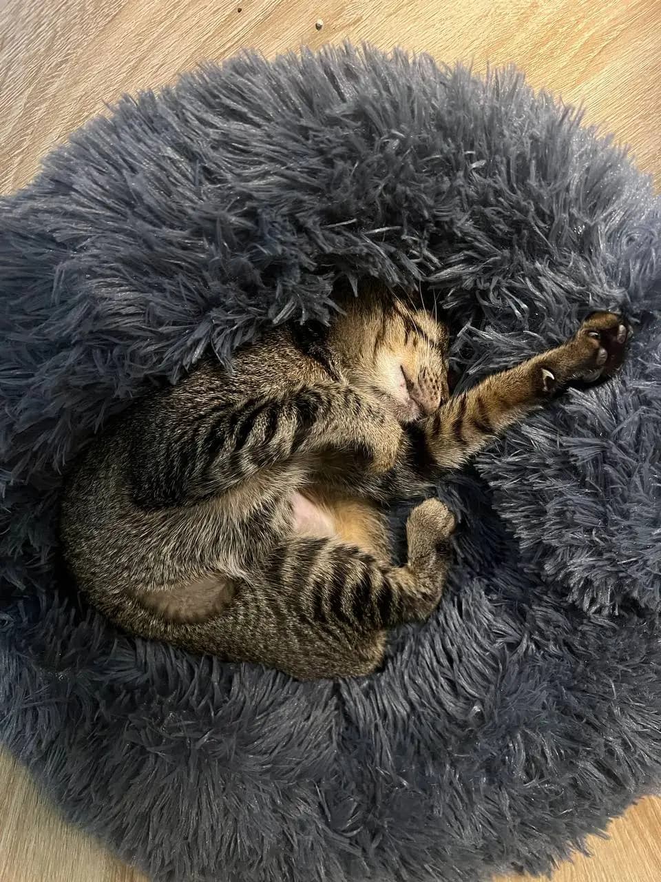 Should You Board Your Cat Or Hire A Trusted Cat Sitter?