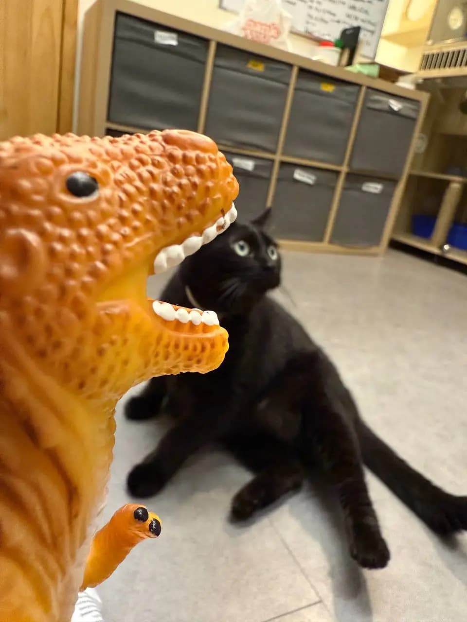 The Ultimate Guide To Writing Useful Cat Sitter Instructions