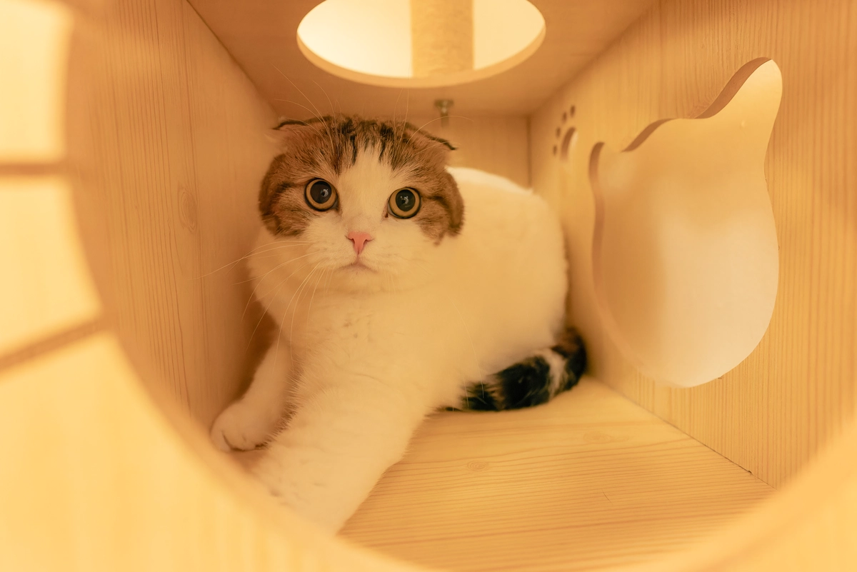 Is Your Cat Unwell? Here Are Warning Signs To Look For Cat