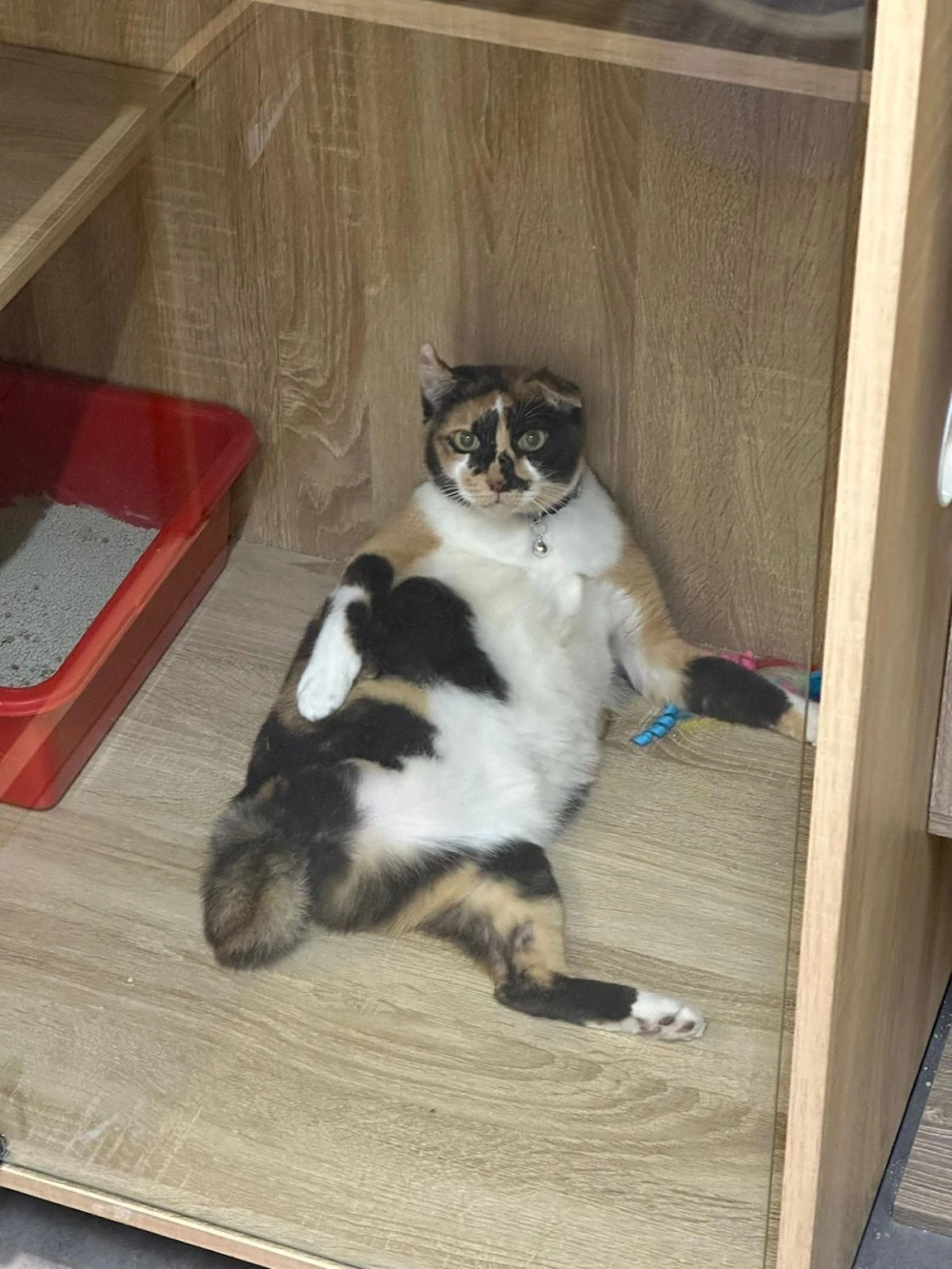 Cosy Reliable Pet Hotel For Cats Cat Paradise Singapore